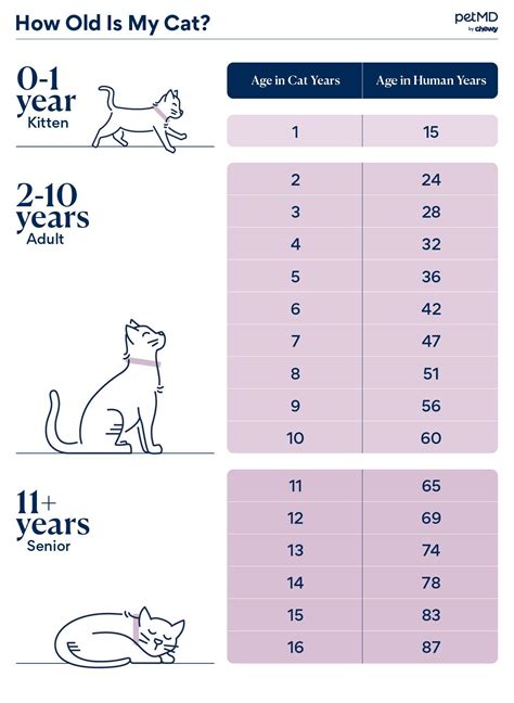 Cat Age Chart: How Old Is My Cat in Human Years? | PetMD