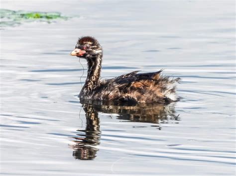 THE IMPACT OF CLIMATE CHANGE AND PRECIOUS WETLANDS - Northern Conservancy