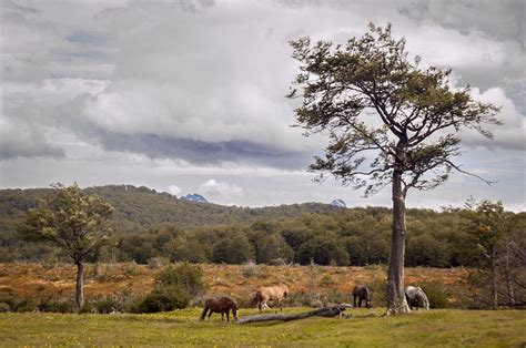 7 BEST wildlife conservation projects around the world - Hostelworld