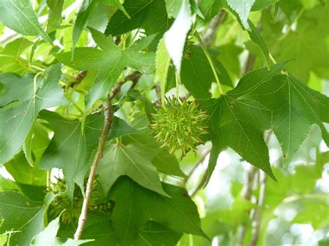 Along one street, sweet gum trees with their distinctive fruit are ...