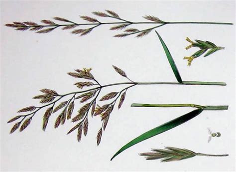 Grasses - The Accidental Smallholder