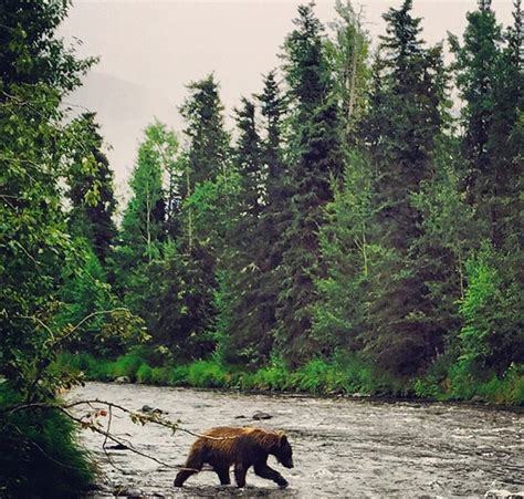 Alaska Salmon Photos and Kenai Rainbow Pictures - Kenai Wild Fishing