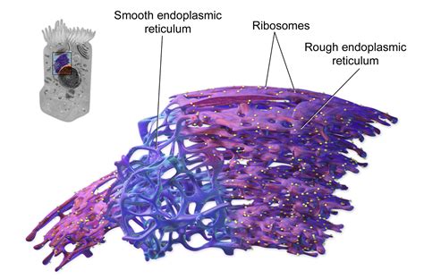 Endoplasmic reticulum