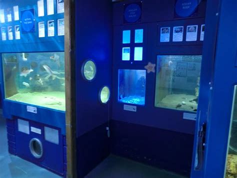 Ilfracombe Aquarium - 2021 All You Need to Know BEFORE You Go (with Photos) - Tripadvisor