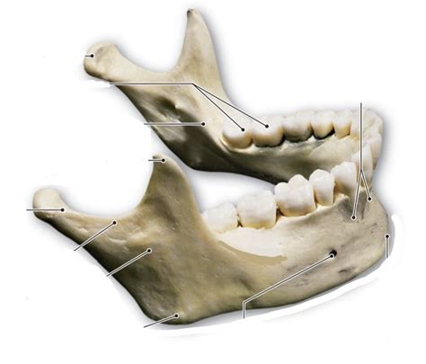 Mandible Diagram | Quizlet