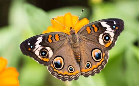 Common Buckeye Butterfly: Identification, Life Cycle, and Behavior ...