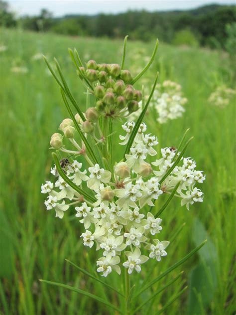 Asclepias verticillata Whorled Milkweed | Prairie Moon Nursery