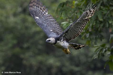 Image result for harpy eagle | Harpy eagle, Largest bird of prey, Birds ...