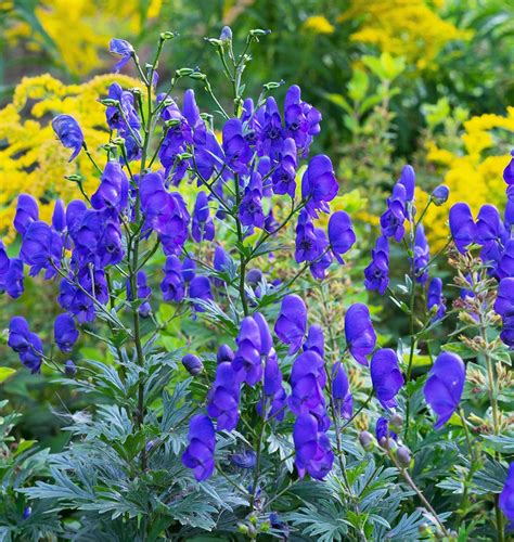 How to Grow Aconitum – West Coast Seeds