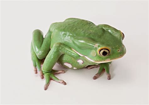 27 Stock Photo Gambar Katak High Resolution