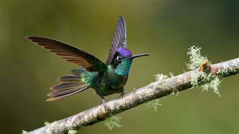 Animal Hummingbird 4K HD Wallpapers | HD Wallpapers | ID #33045