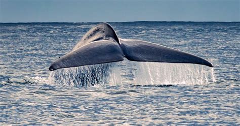 Pico Island: Whale Watching Experience from Lajes | GetYourGuide