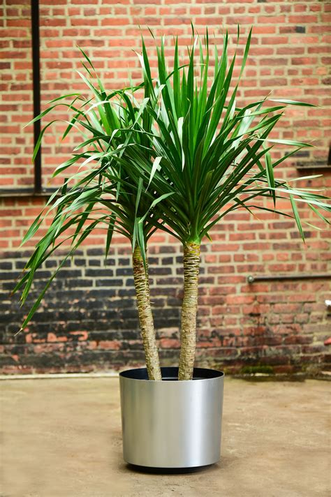 House Plant Dracaena Studnerii Cubico - Gerden Style