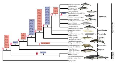 Phylogenetic relationships of the major lineages of Cetaceans... | Download Scientific Diagram