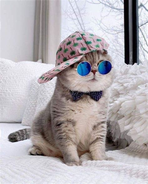 cute Glasses for cats | Cute cats, Baby cats, Funny cute cats