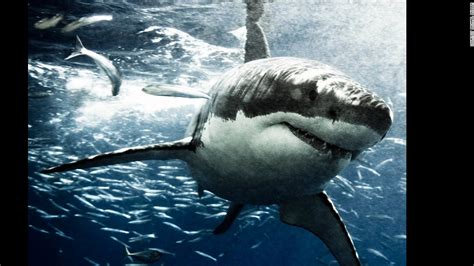 Marvel photographer Michael Muller captures sharks - CNN Style