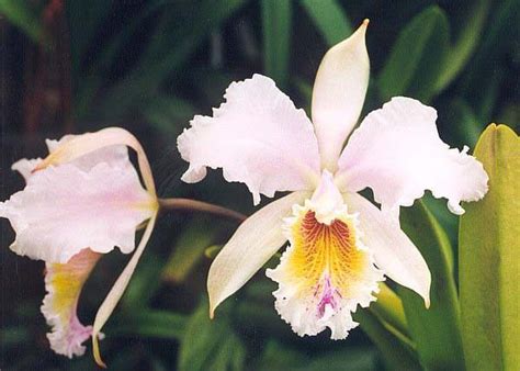 Flor de Mayo (Cattleya mossiae), the Venezuelan national flower. | Types of orchids, Orchid ...