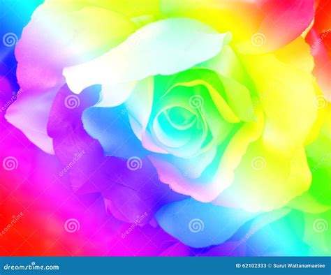 Rainbow Rose with Colored Petals Stock Image - Image of blossom, rose ...