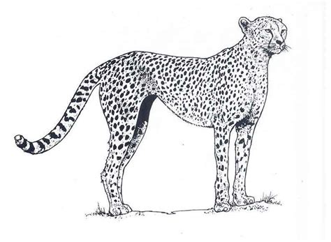 Coloriage de Guepard - Animaux à colorier - Page 2 | Zoo animal coloring pages, Puppy coloring ...