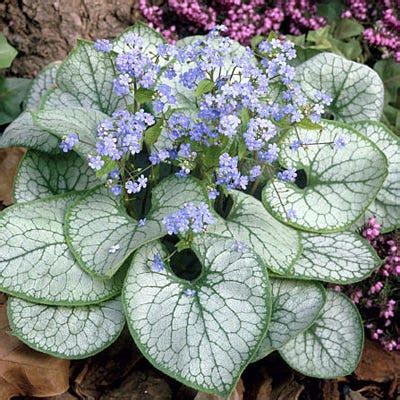 Brunnera macrophylla Jack Frost, Heartleaf Alkanet | American Meadows