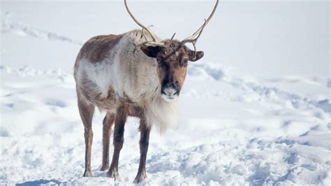 Reindeer Fact Sheet | Blog | Nature | PBS