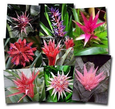 Bromeliad Types Gallery | Bromeliad Types Gallery | Kinds Of Bromeliads ...