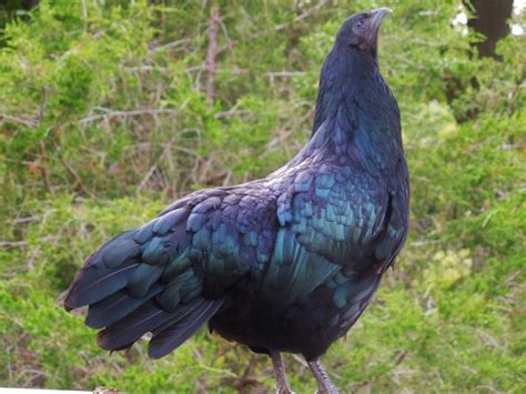 Black Sumatra Hen | BackYard Chickens - Learn How to Raise Chickens