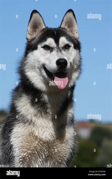 Black and white husky hi-res stock photography and images - Alamy