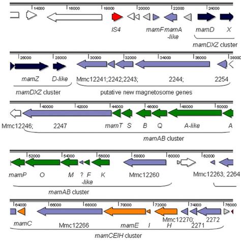 Genomic organization of the magnetosome genes in MC-1. The magnetosome ...