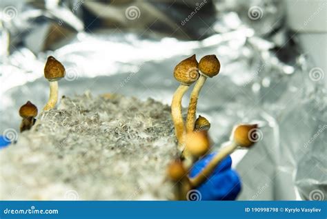 .cultivation of Recreational Psilocybin Mushrooms in the World. Medical ...