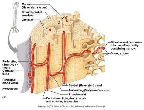 Structure of Human Ear: Anatomy and Parts