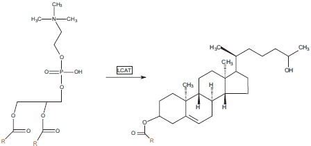 Cholesterol Ester Structure