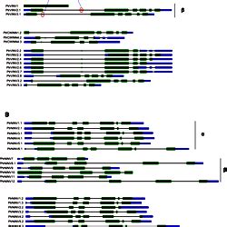 Schematic representation of the structure of the invertase gene family in Populus.