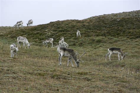 Arctic Archipelago | The Canadian Encyclopedia