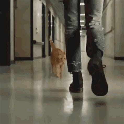 Goosethecat Captainmarvel GIF - Goosethecat Captainmarvel Cute - Discover & Share GIFs