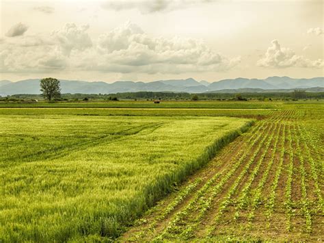 Crop Diversification: Way to Improve Farmers’ Livelihood