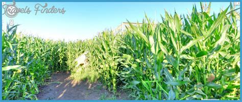 Edmonton Corn Maze Map - TravelsFinders.Com