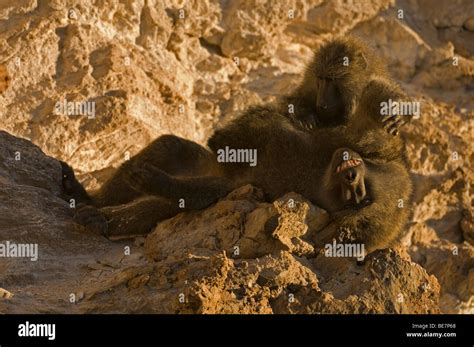 Olive baboon behavior hi-res stock photography and images - Alamy