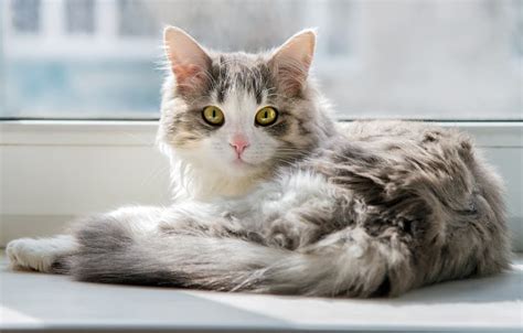 Link between owning cats and Schizophrenia | Al Bawaba