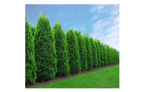 Buy Arborvitae Emerald Green Online | Free Shipping Over $99.99 Privacy ...