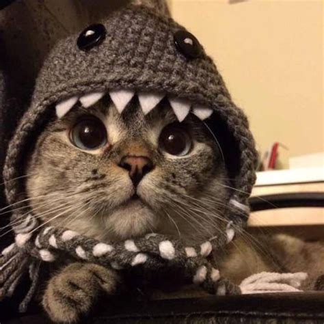 Pics Photos - Cat Shark Costume