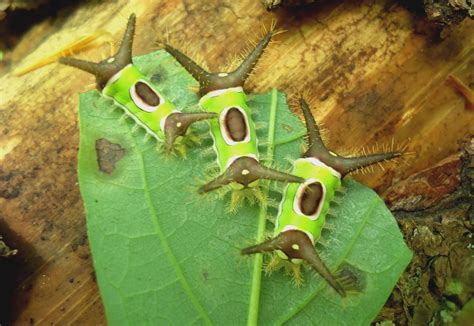 The Bizarre Saddleback Caterpillar Found in U.S. Packs a Nasty Sting - TrendRadars