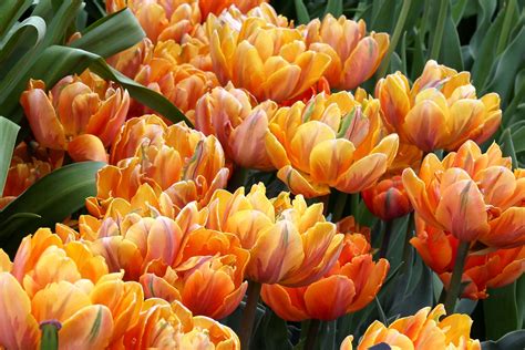 multi colored tulips | Dave Carriel | Flickr