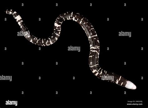 Black-and-white worm lizard (Amphisbaena fuliginosa Stock Photo - Alamy