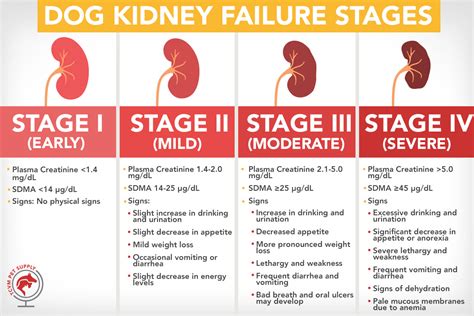 Dog Kidney Failure: Stages Chart and Resources - TCVM Pet Supply