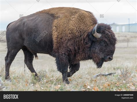 American Bison Living Image & Photo (Free Trial) | Bigstock