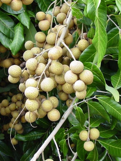 Longan - World Crops Database - Tropical fruits