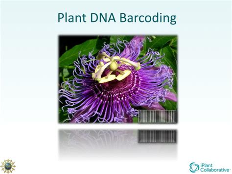 PPT - Plant DNA Barcoding PowerPoint Presentation, free download - ID:4245029