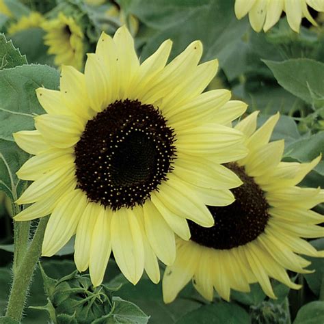 Unusual Sunflower Color Varieties | HGTV