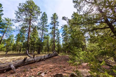 Pine Tree Forest in Grand Canyon Arizona Stock Photo - Image of forest, trunk: 35469268